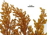 Aspetto delle porzioni apicali del tallo